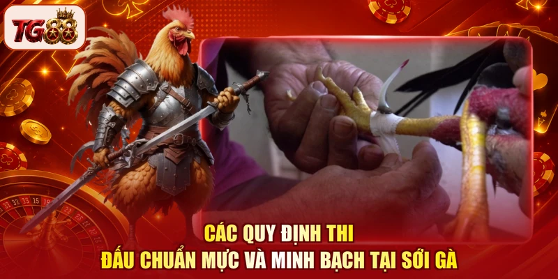 Các quy định thi đấu chuẩn mực và minh bạch tại sới gà