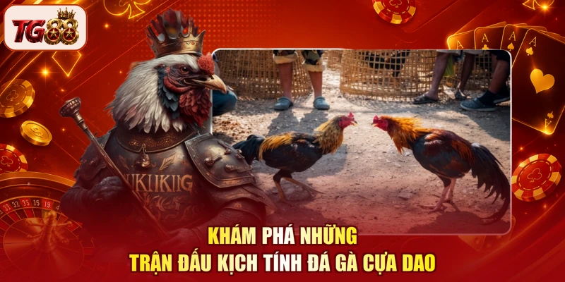 Khám phá những trận đấu kịch tính đá gà cựa dao