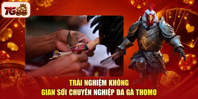 Trải nghiệm không gian sới chuyên nghiệp đá gà Thomo